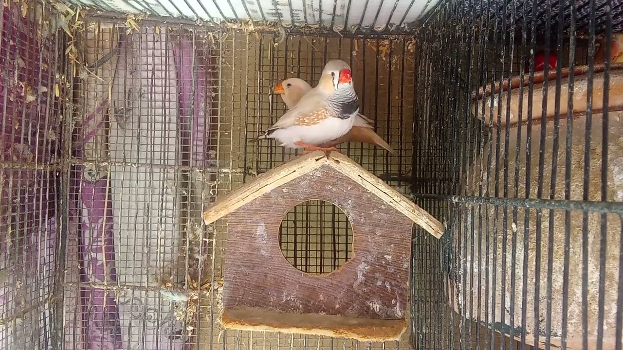 Common Finch breeder pair 