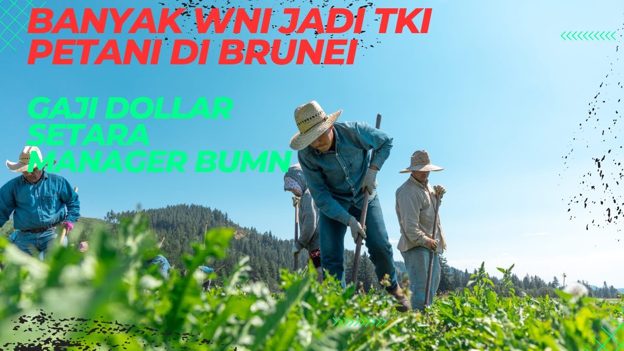 Petani di Brunei Gajinya Setara Manager BUMN. Intip Pertanian di Negara Kaya Brunei!
