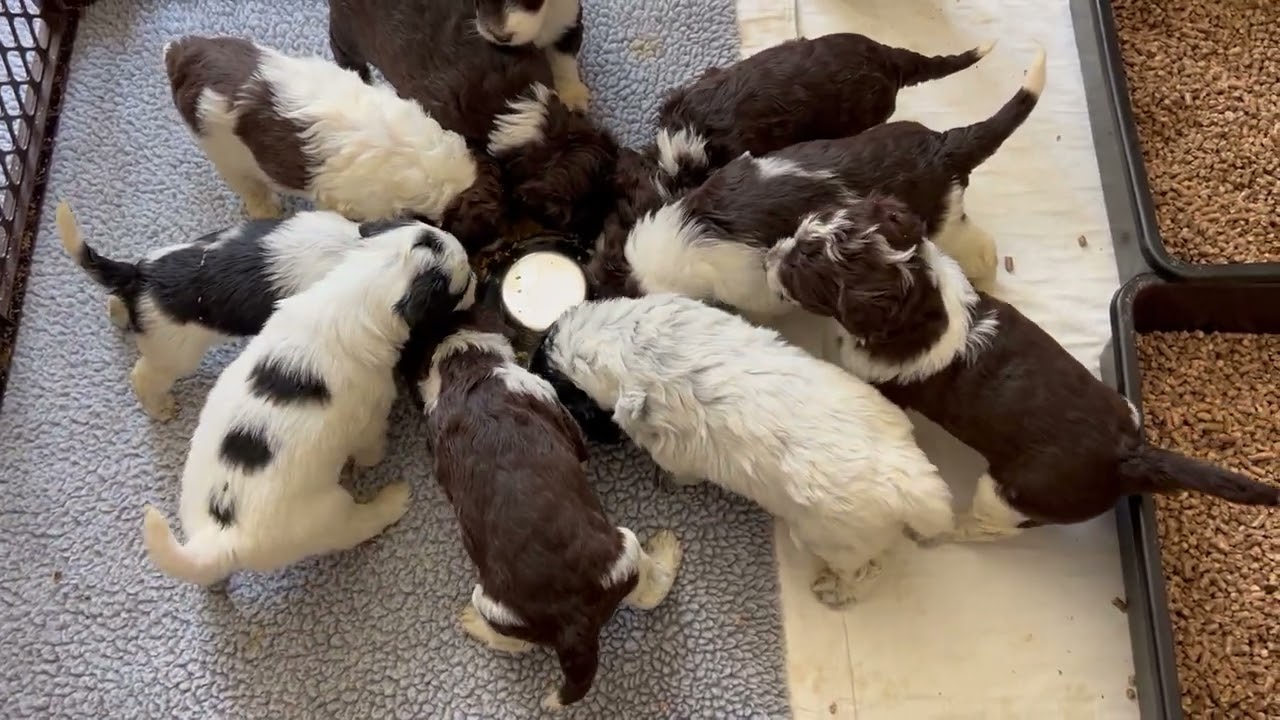 Colorado Trails Litter – 4.5 weeks old