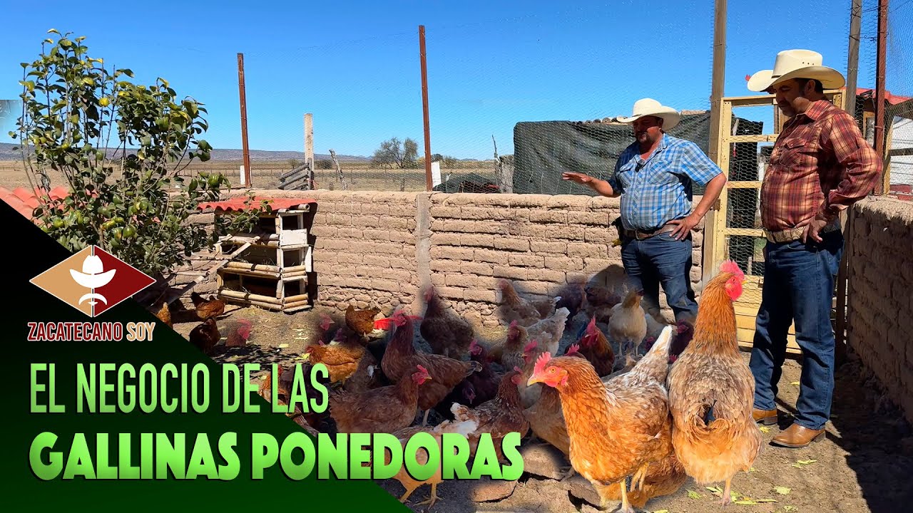 GALLINAS PONEDORAS el negocio familiar