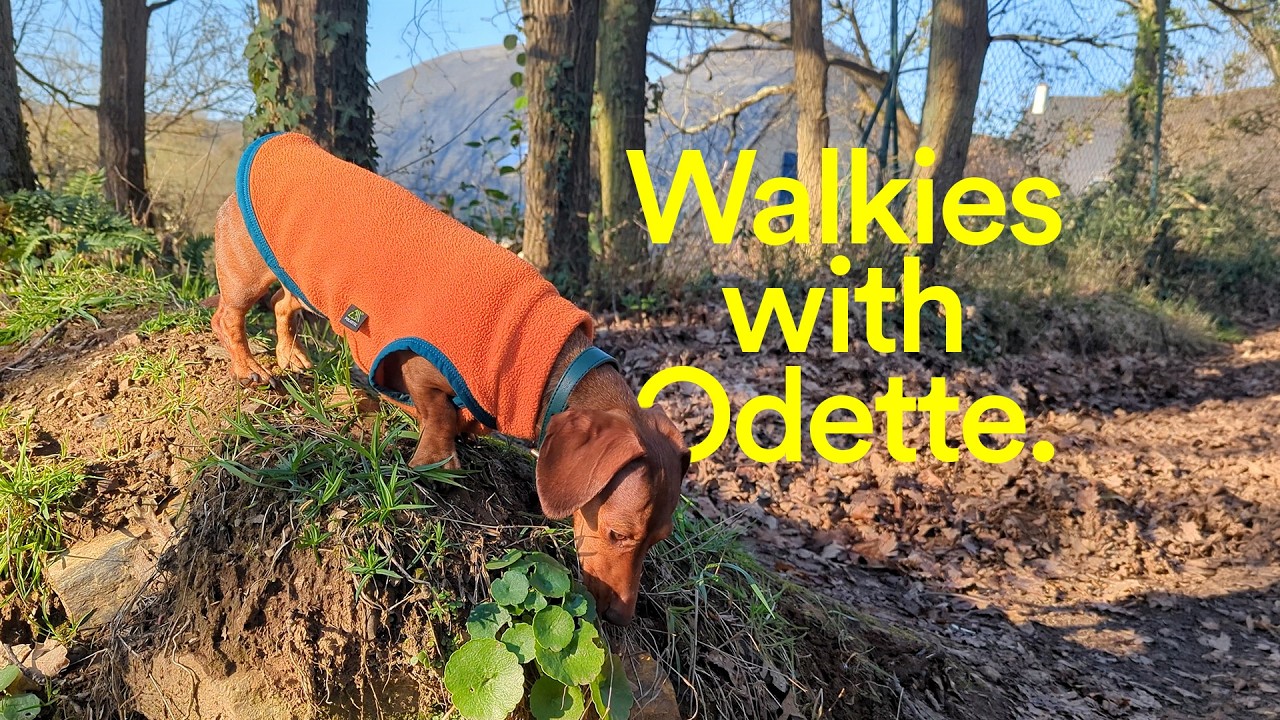 Walkies with Odette the mini dachshund