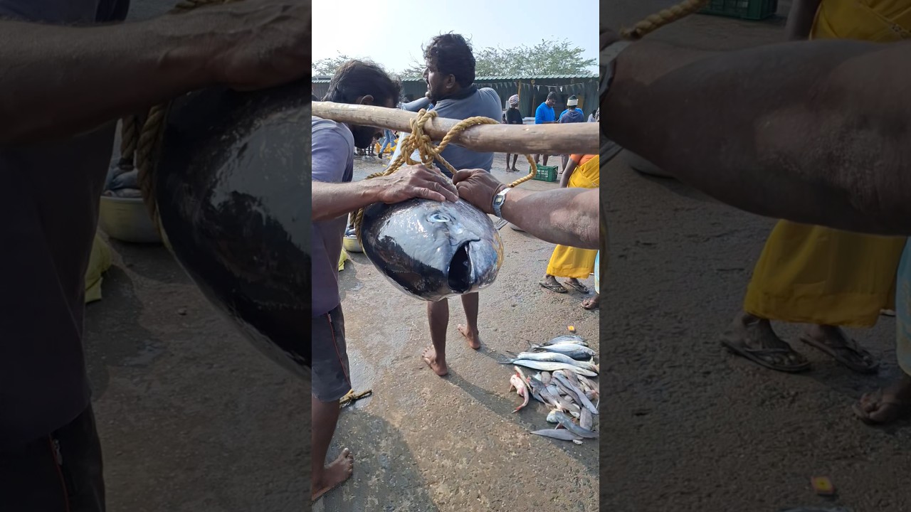 Yellowfin tuna fish #yellowfintuna #fish #tuna #fishing #tunafish  #shorts #shortvideo #short