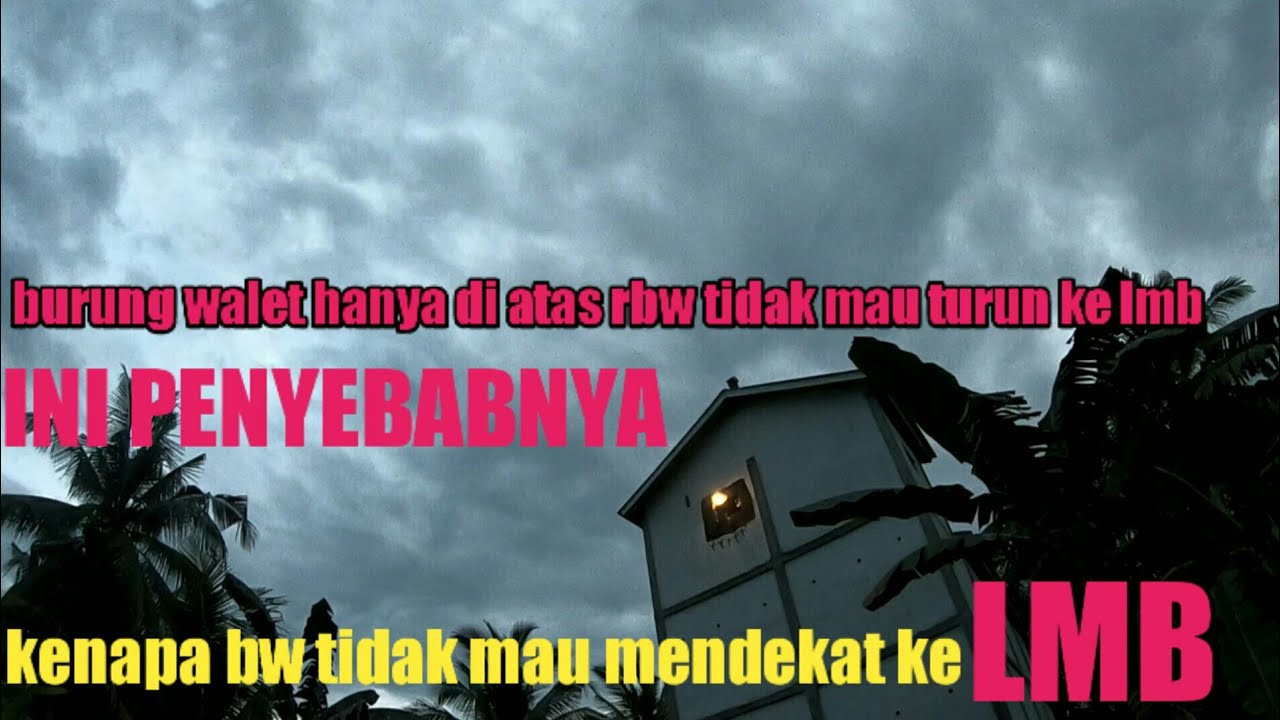 ini penyebabnya burung walet gak mau main ke lmb || penyebab bw hanya di atas rbw || bird trap