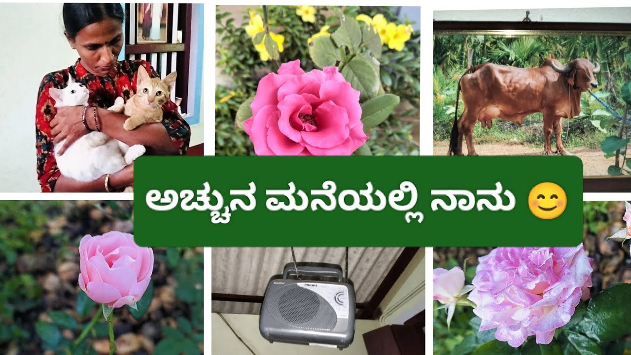 ಮೀಟ್ ಭೀಮ🐶🐕ಚುಚ್ಚುಮ ಮತ್ತು ಪೊಳ್ಳುನನ್ನು ನೋಡಿದ್ರಾ..? ಸರ್ಪ್ರೈಸ್ ವಿಸಿಟ್ 🤩 #villagelife #agriculture 
