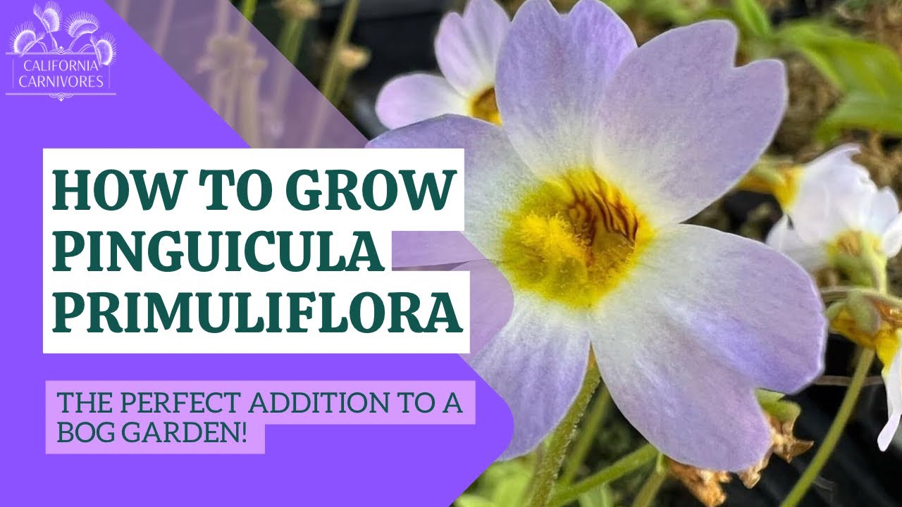 How to Grow Pinguicula Primuliflora