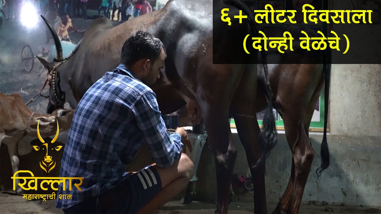 खिल्लार गाईंचे दूध काढताना थेट चित्रीकरण व माहिती । नंदकुमार काजळे । Live milking | 2021