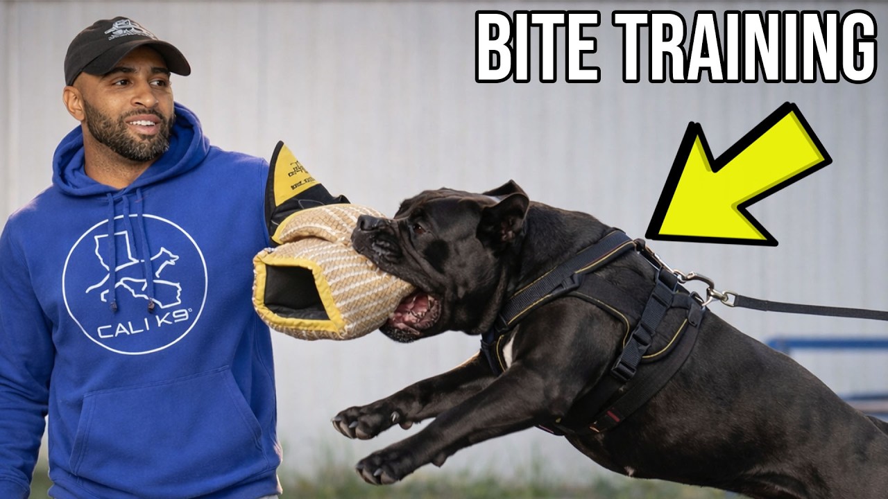 Cane Corso Bite Work - Dog Sport/IPO - Cali K9® Dog Training - San Jose