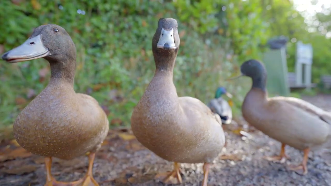 You like it here sweet duckies
