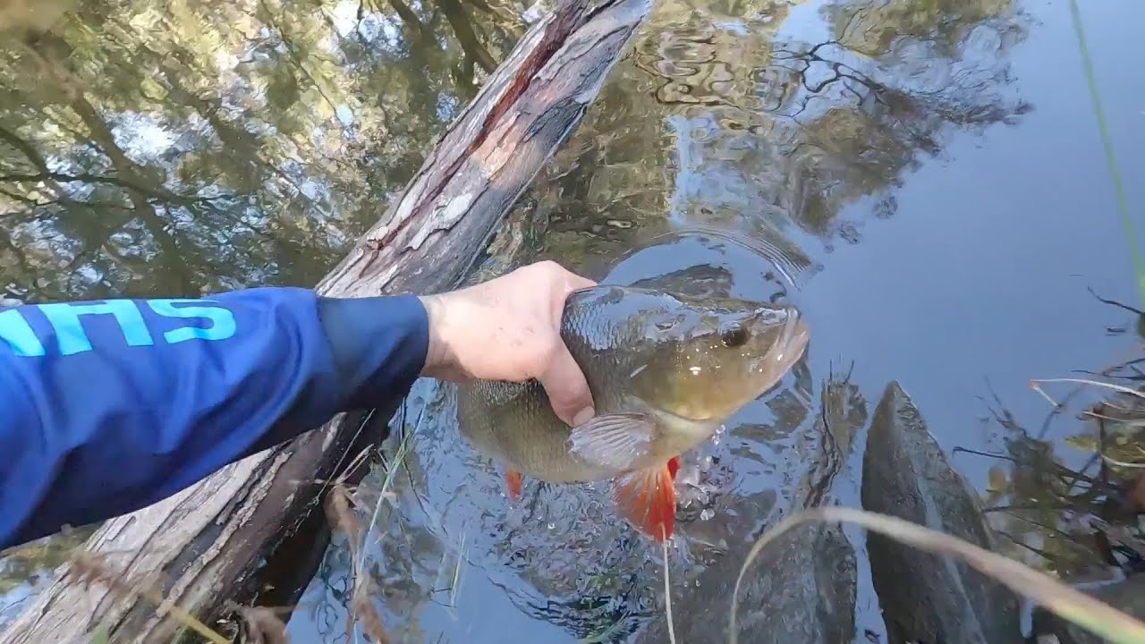 How I Found an Amazing Hidden Fishing Spot in the Woods?