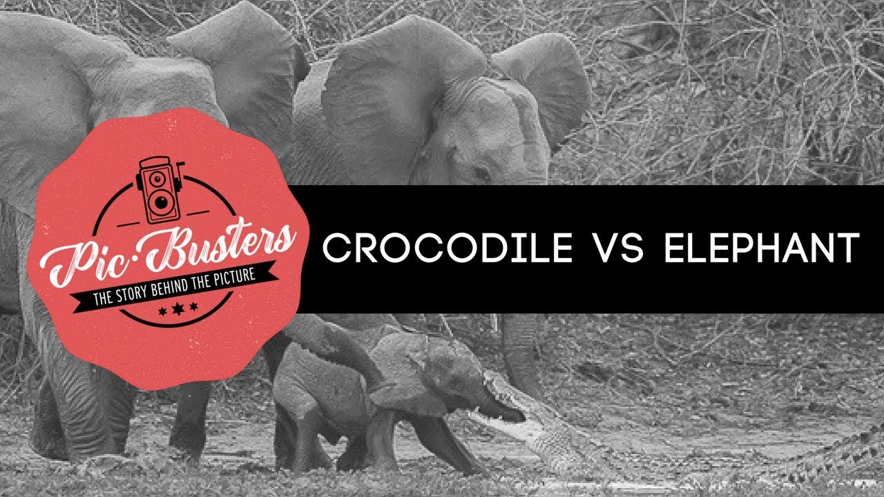 Crocodile vs Elephant: Crocodile Attacks Elephant Baby | PicBusters