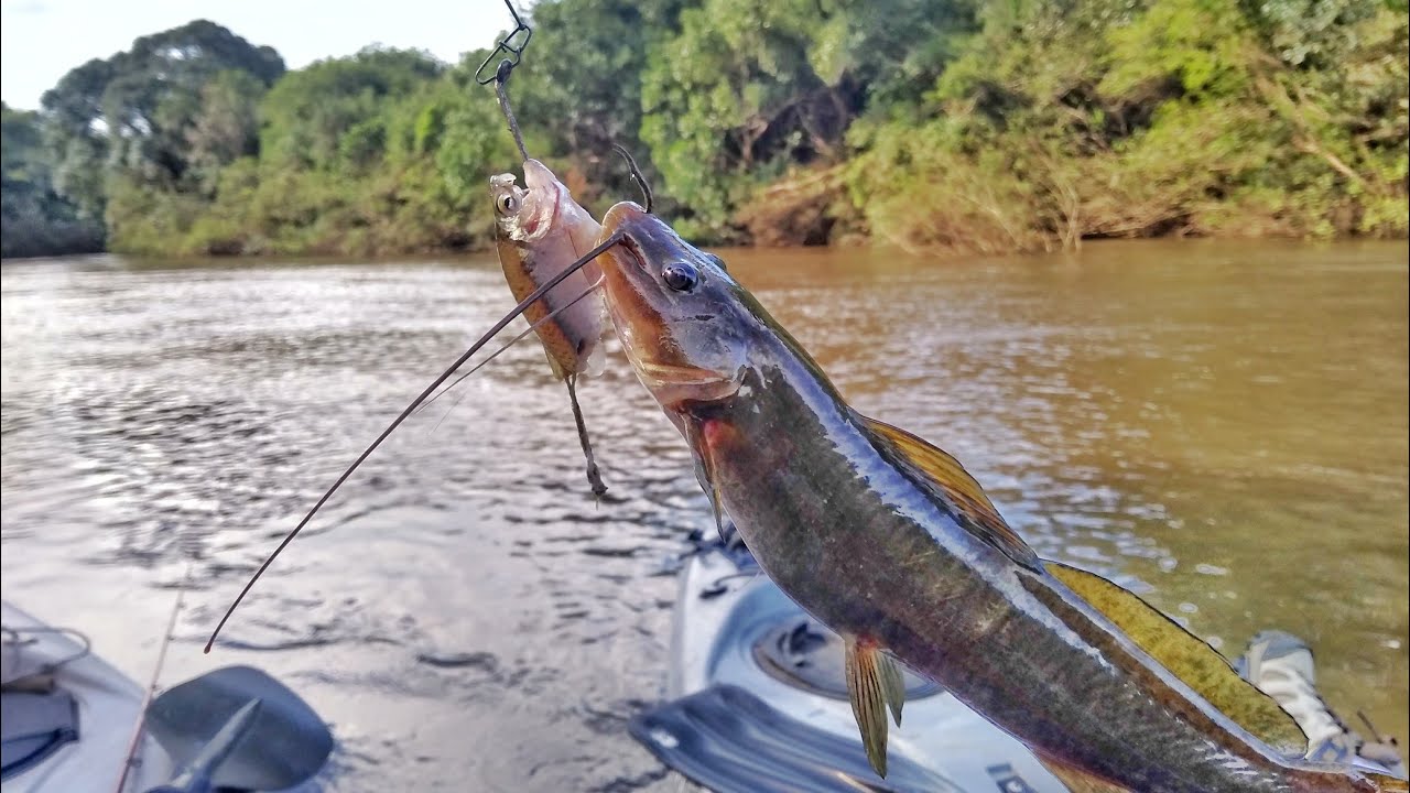 Bagres na isca natural, lambari. Jundia, Bagre amarelo (mandi) na pescaria no rio