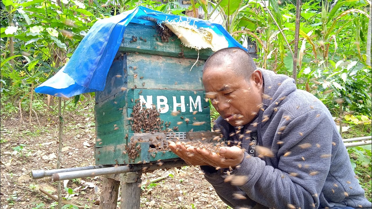 Apis Cerana Activity and Movement in July