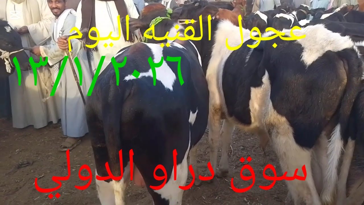 #اسعار عجول القنيه داخل سوق دراو ١٣/١/٢٠٢٦