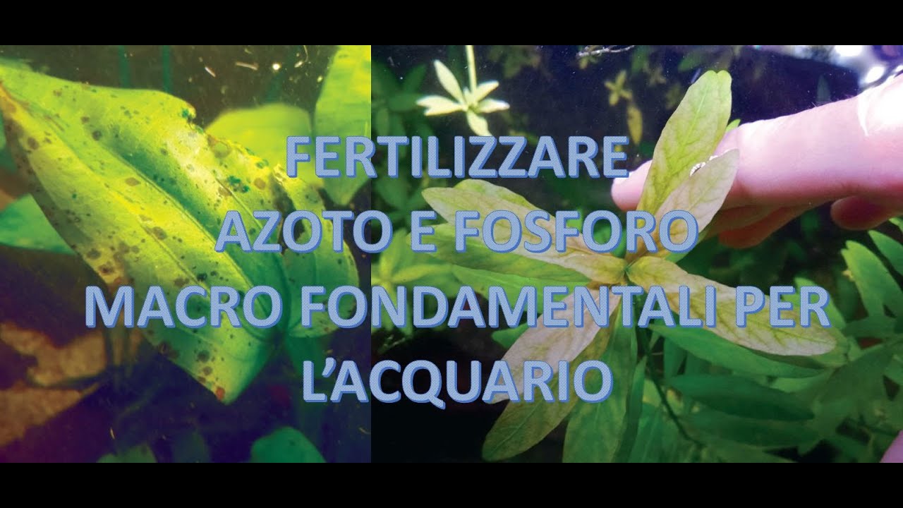 Capire le carenze delle piante in acquario.  PARTE 3 - AZOTO E FOSFORO