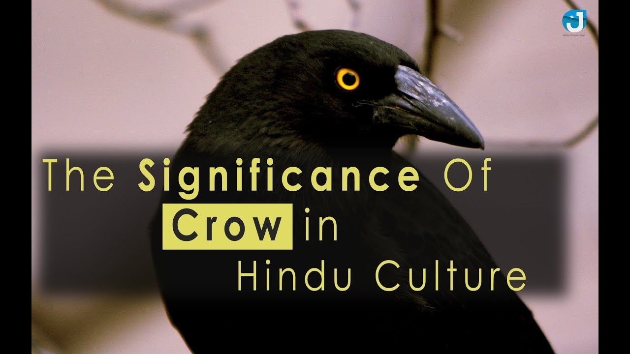 The Significance of a Crow in Hindu Culture - @Jothishi  - Ka-Ka the vehicle of ancestors