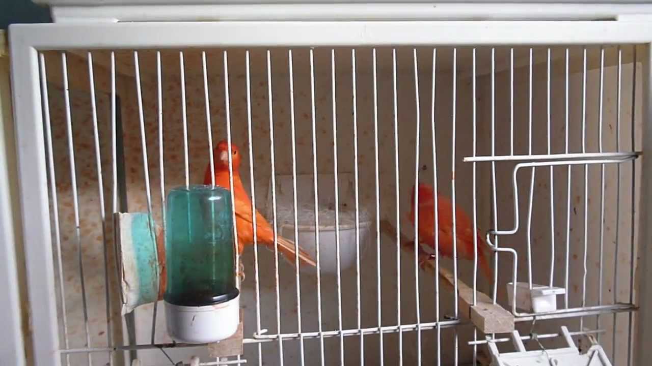 Rode Kleurkanarie deel 2 Nestje bouwen Orka 309