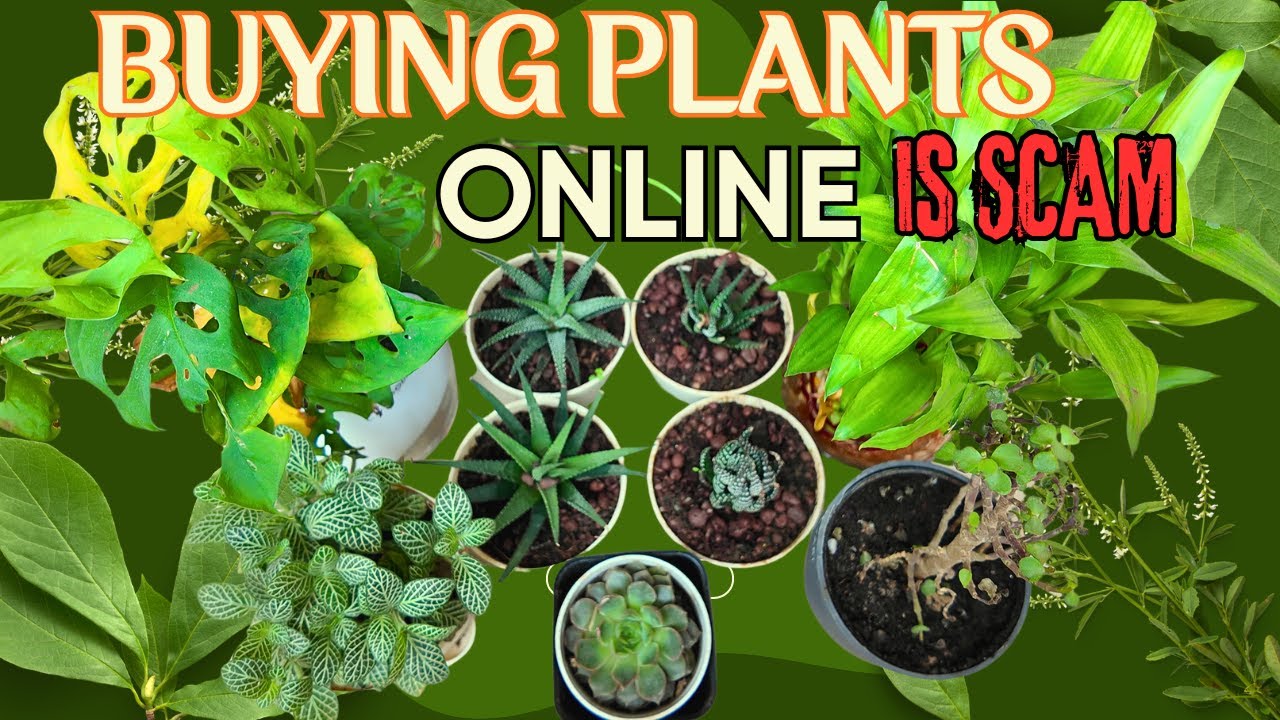 🌱 I Bought a Bunch of Plants Online from Amazon & Flipkart — How They Turned Out! | KYARI | UGAOO