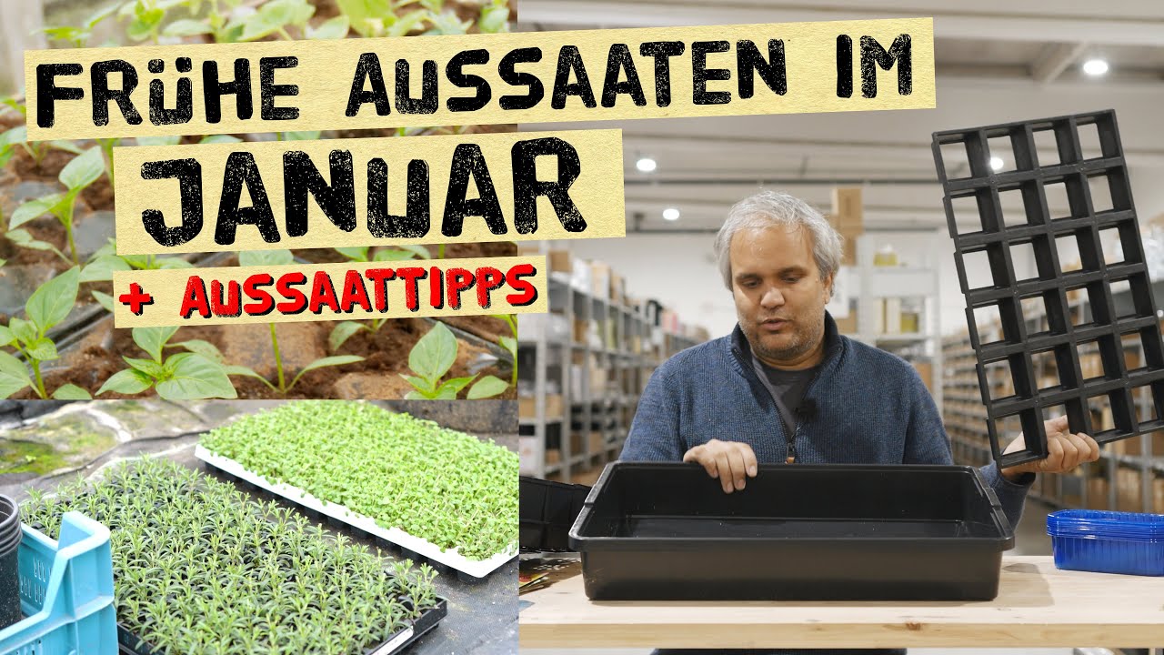 Was kannst du im Januar aussäen - Tipps zur frühen Jungpflanzen-Voranzucht im Haus