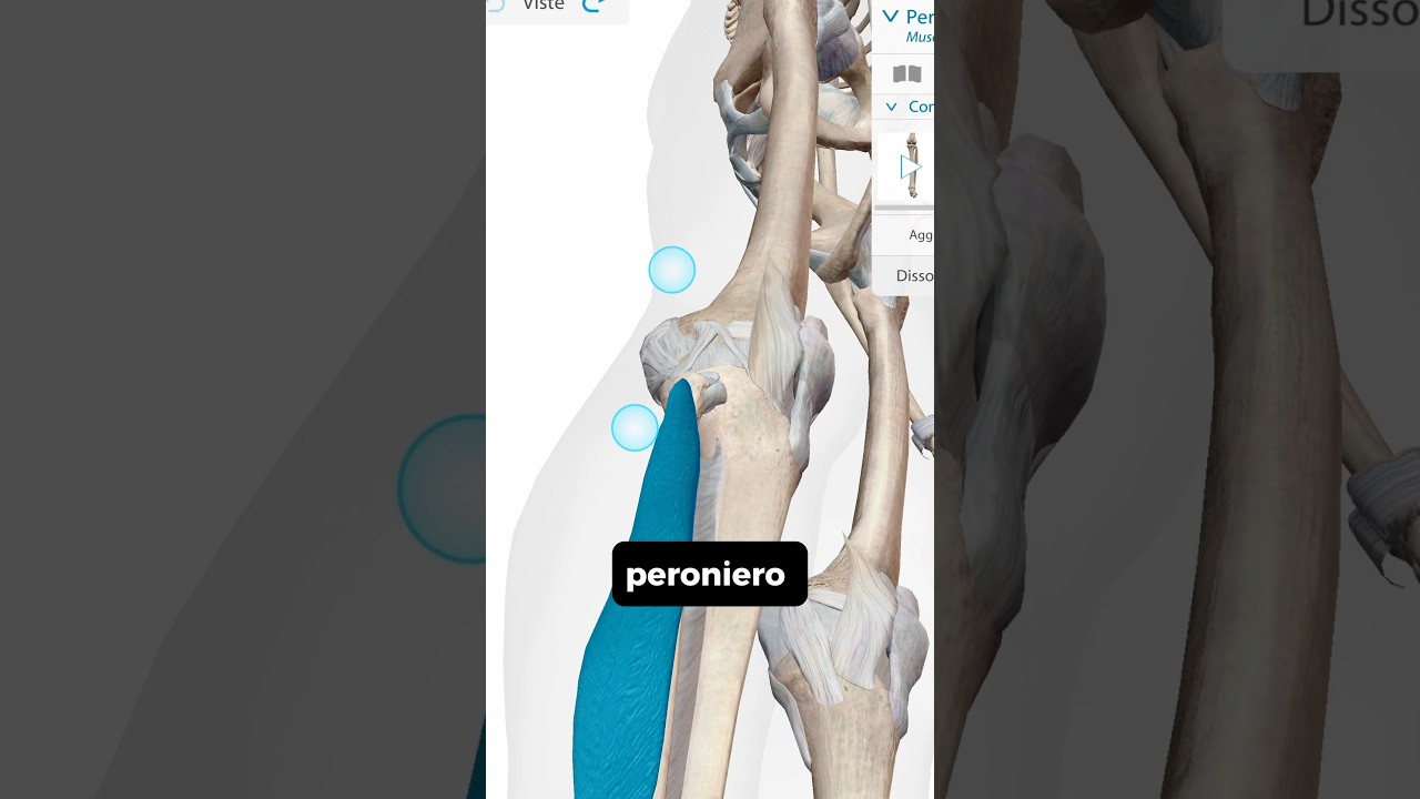 Il muscolo PERONIERO LUNGO #osteopatia #muscolo