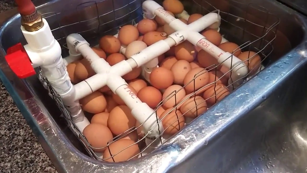 The best, most practical DIY egg washer!  Stucco wire and pvc!