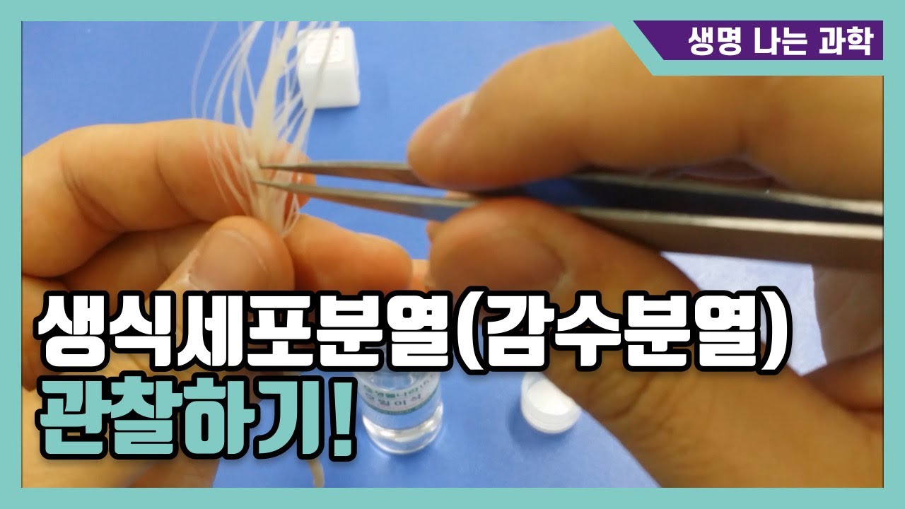 생식세포분열(감수분열) 관찰 실험