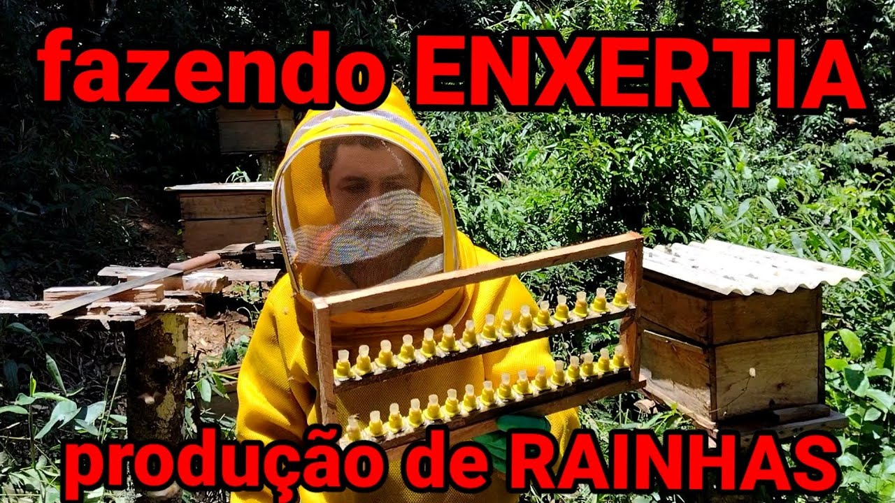 produção de abelhas rainhas 🐝🐝🐝🐝pelo método de enxertia 🐝🐝🐝🐝