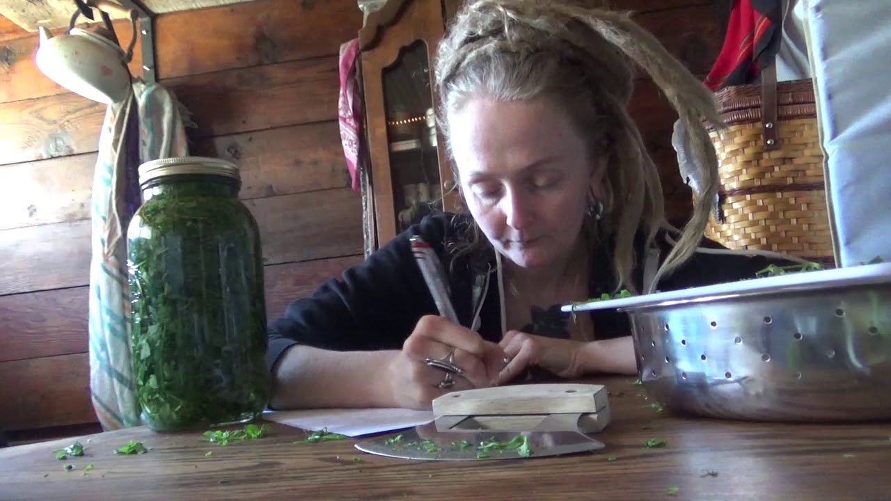 How to make a Chickweed tincture!