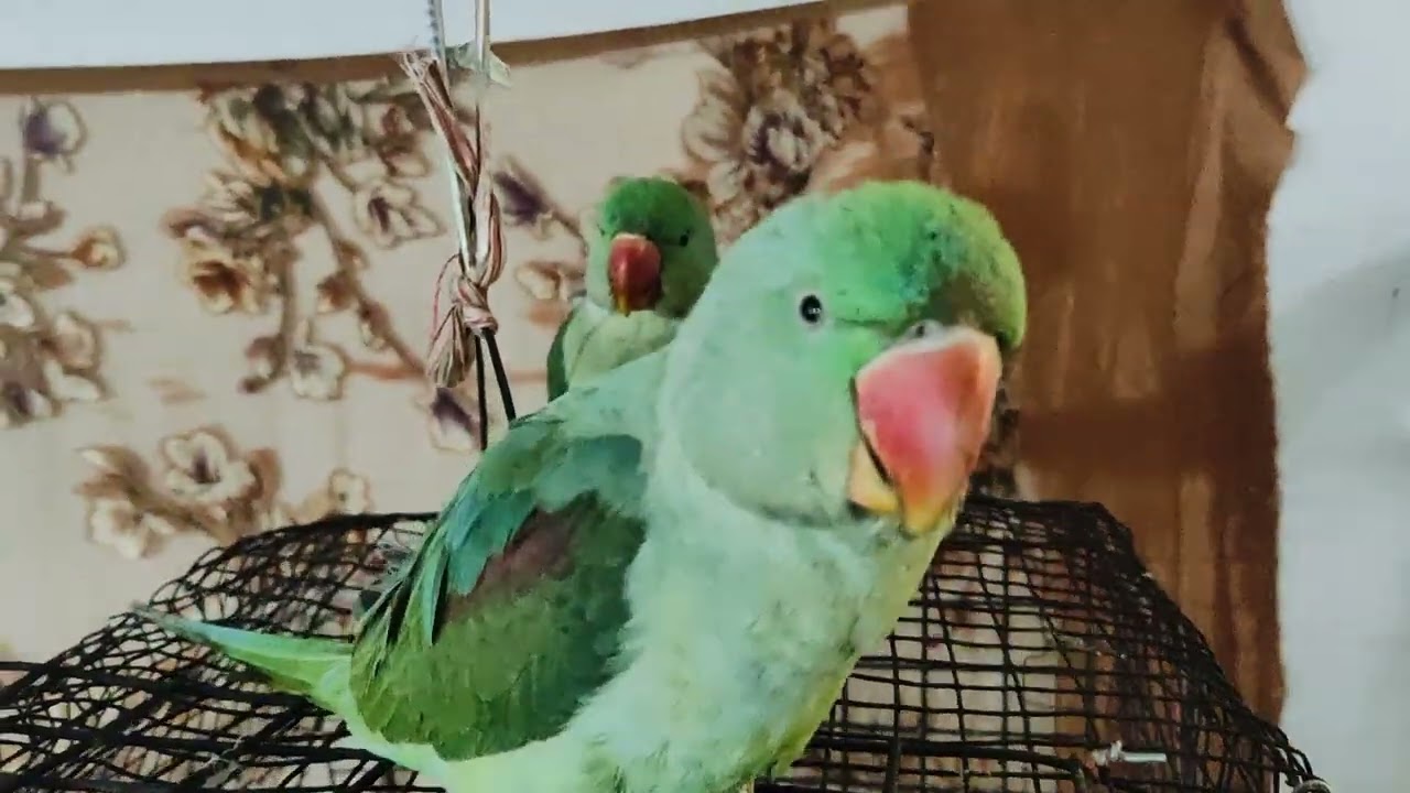 #Mitthu #bete#💐🦜🦜🦜 Mitthu main# Mitthu# viral video#🙏🌺🦜🦜🦜🌺🙏