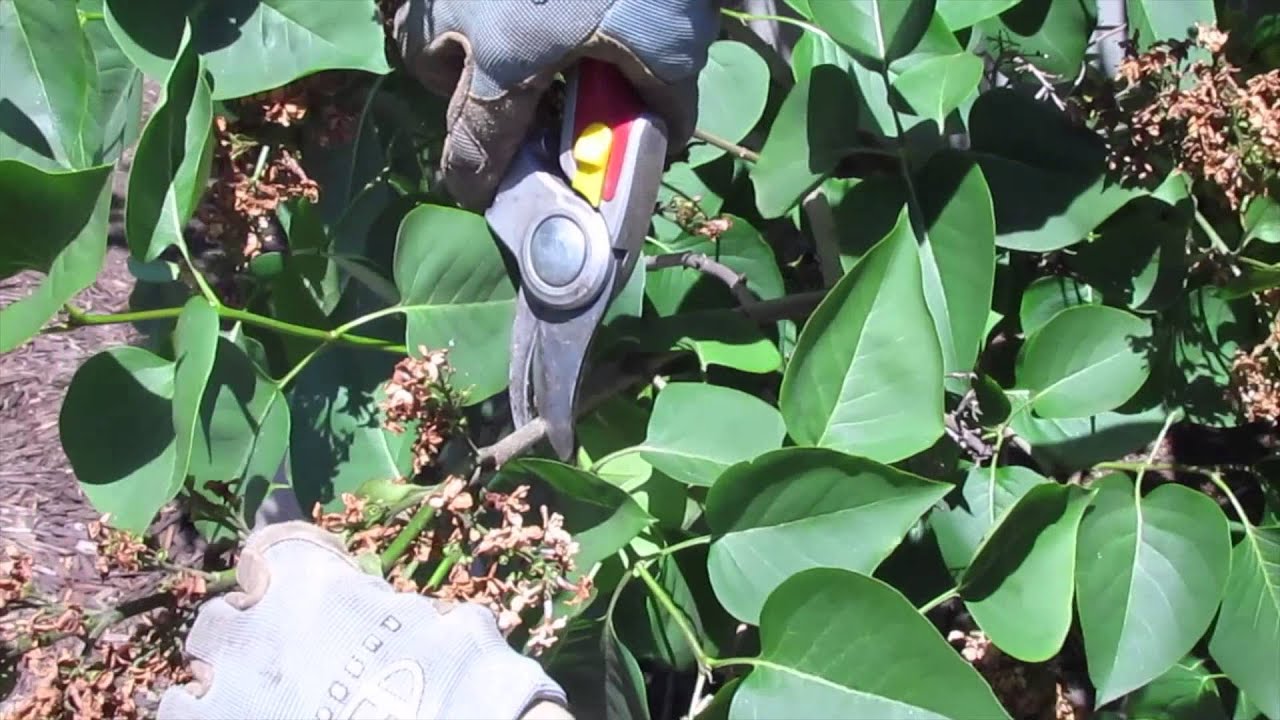 How to Prune a Lilac