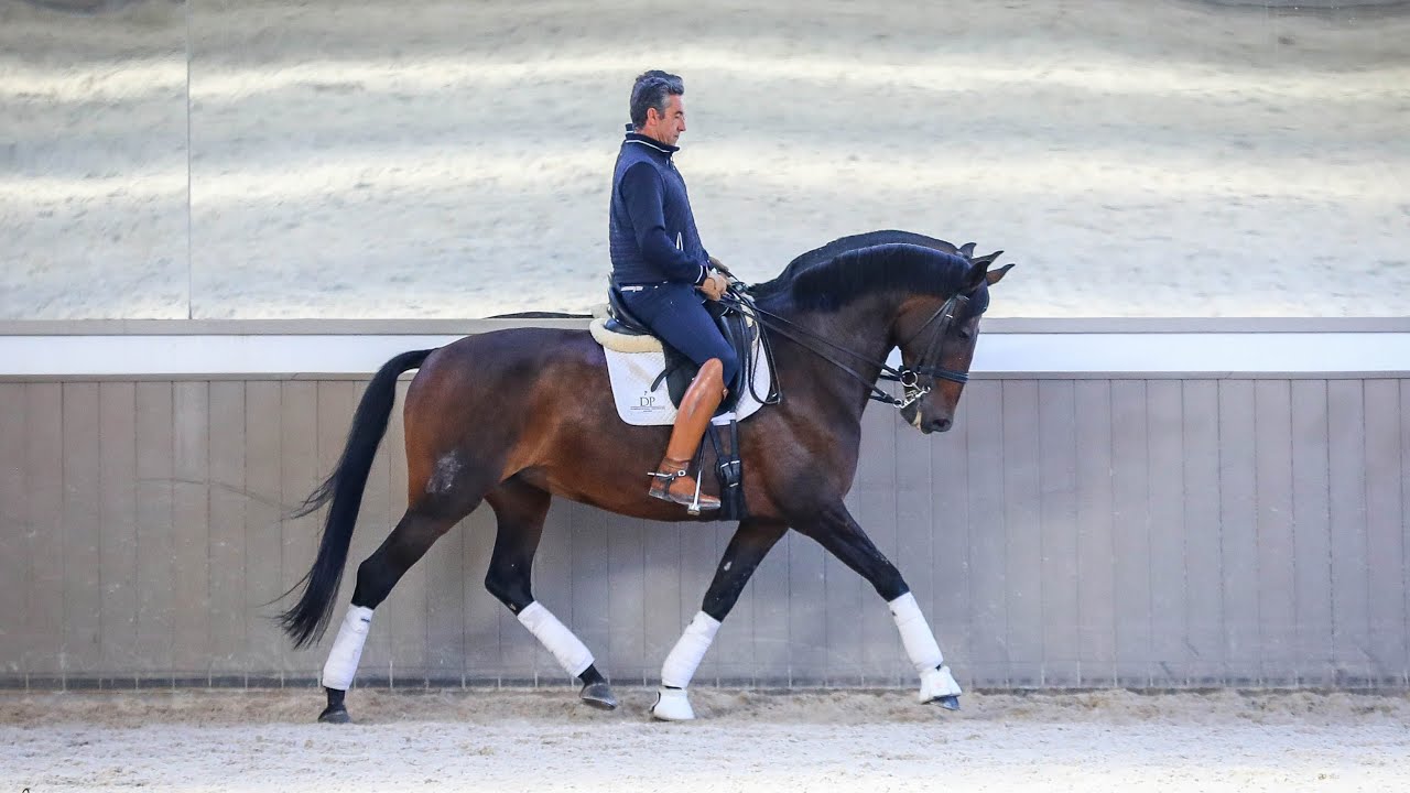 Horse for Sale | Elegant Lusitano mare sired by Rubi AR (REF#440)