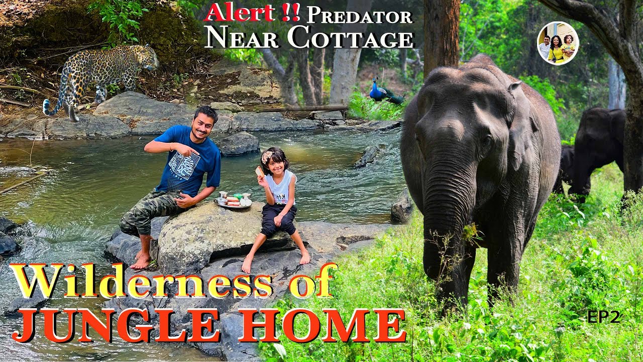 PREDATOR ALERT !  Wilderness of deep jungle home EP2 | Mudumalai tiger reserve | Bandipur bus safari
