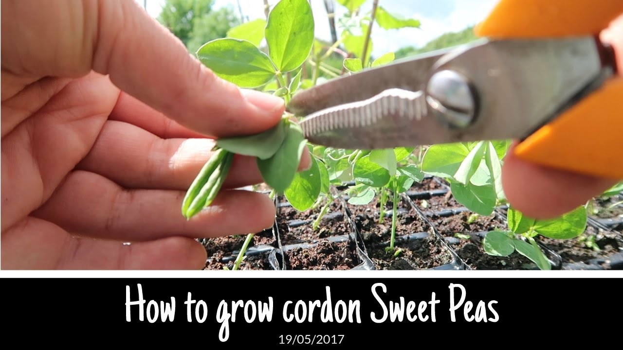 How to grow Sweet Peas with the cordon method