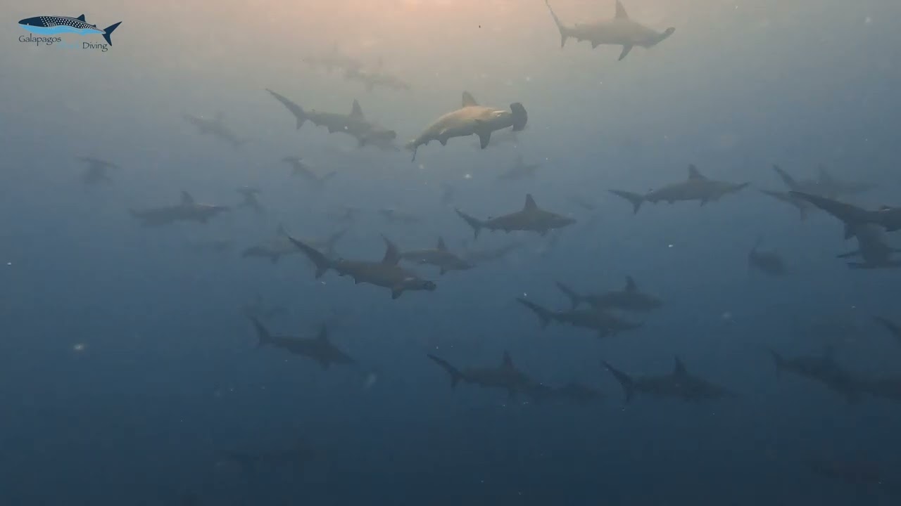 🌊 Galapagos Hammerhead Frenzy! 🦈🐟 Wolf Island 2024