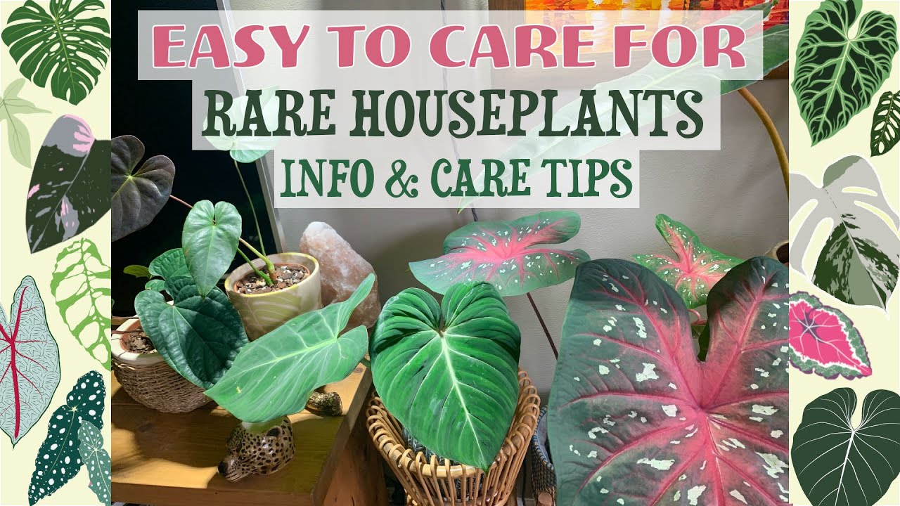 My Favourite Low Maintenance Rare Houseplants! Info & Care Tips 💚🌿