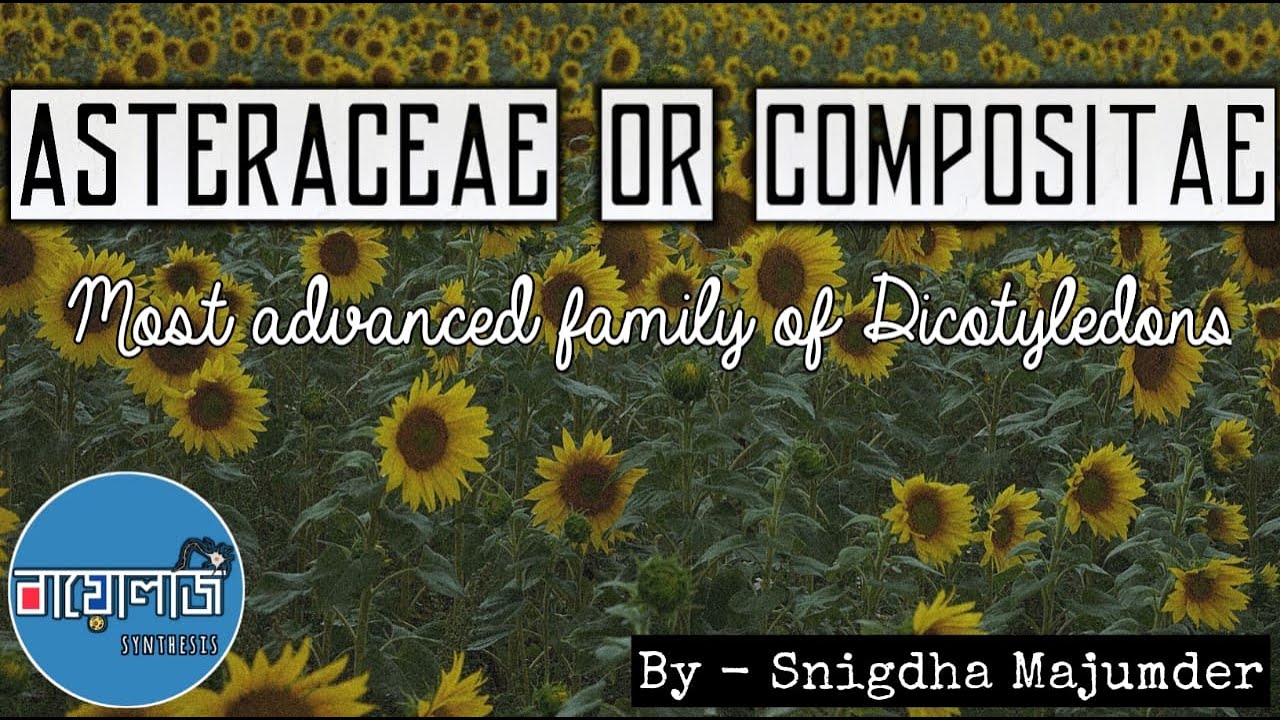 Asteraceae or Compositae family of Plants by Biology synthesis