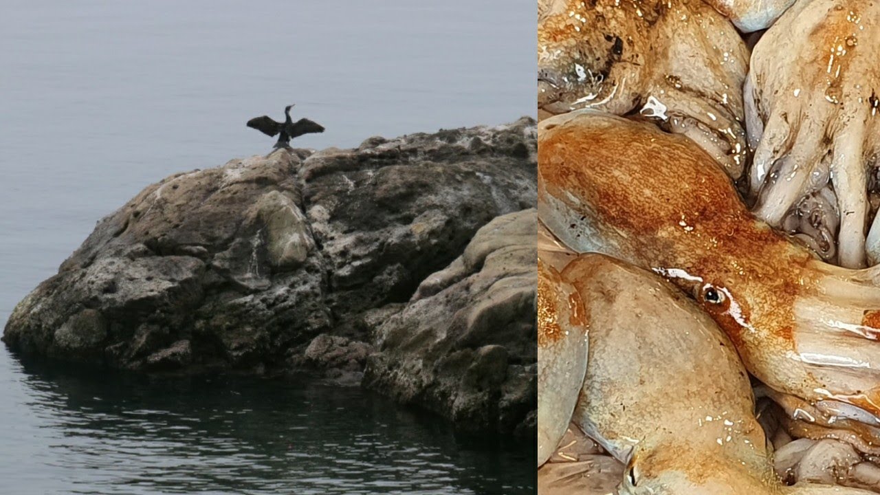 Viaggio Fotografico - Luculliano: da Bagnoli al Mercato del Pesce di Pozzuoli, alla Tavola