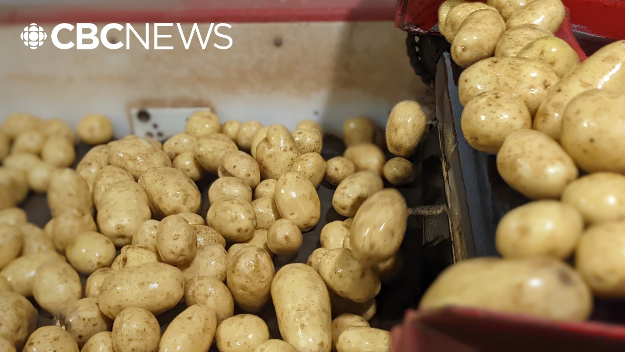 For the first time in years, Canada could soon export potatoes to Mexico