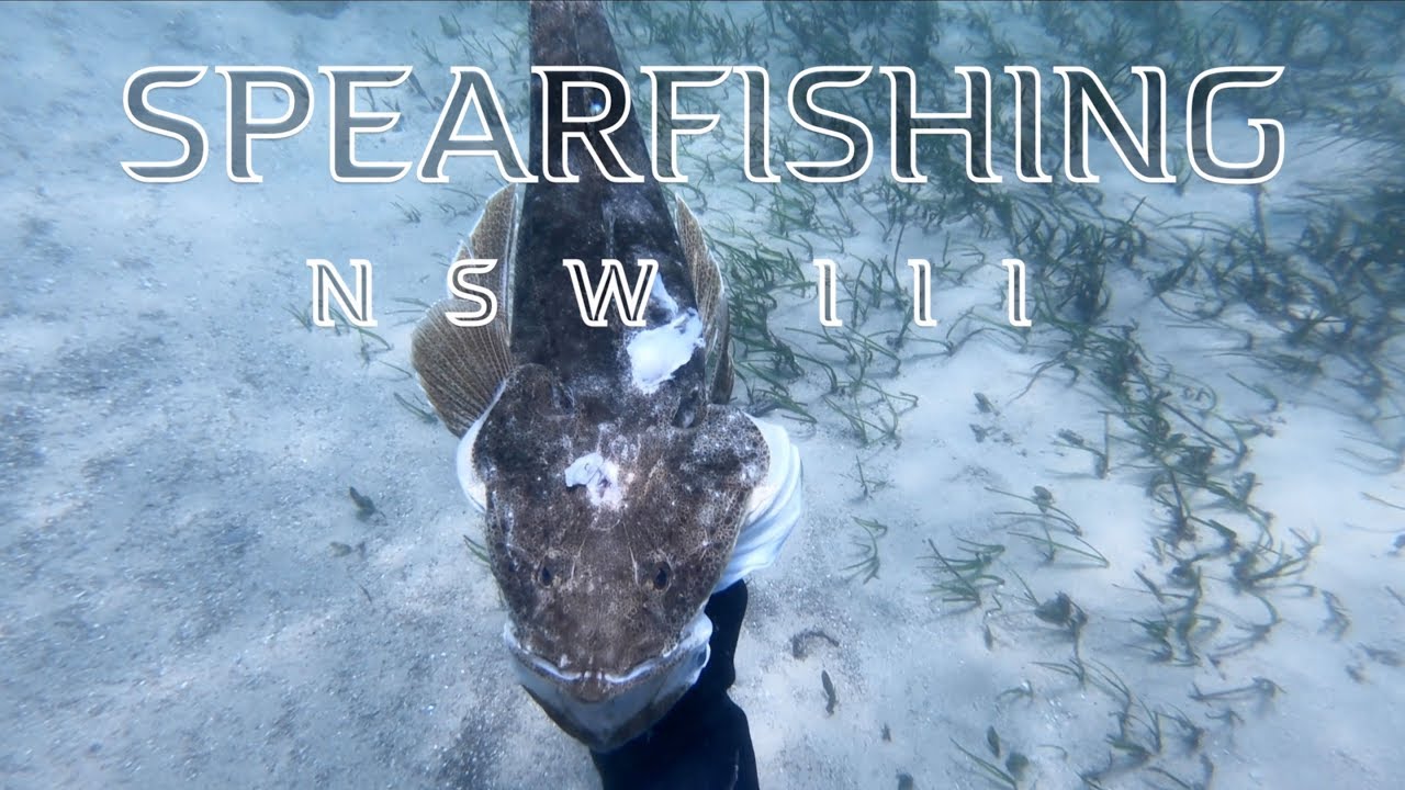 Spearfishing NSW 3