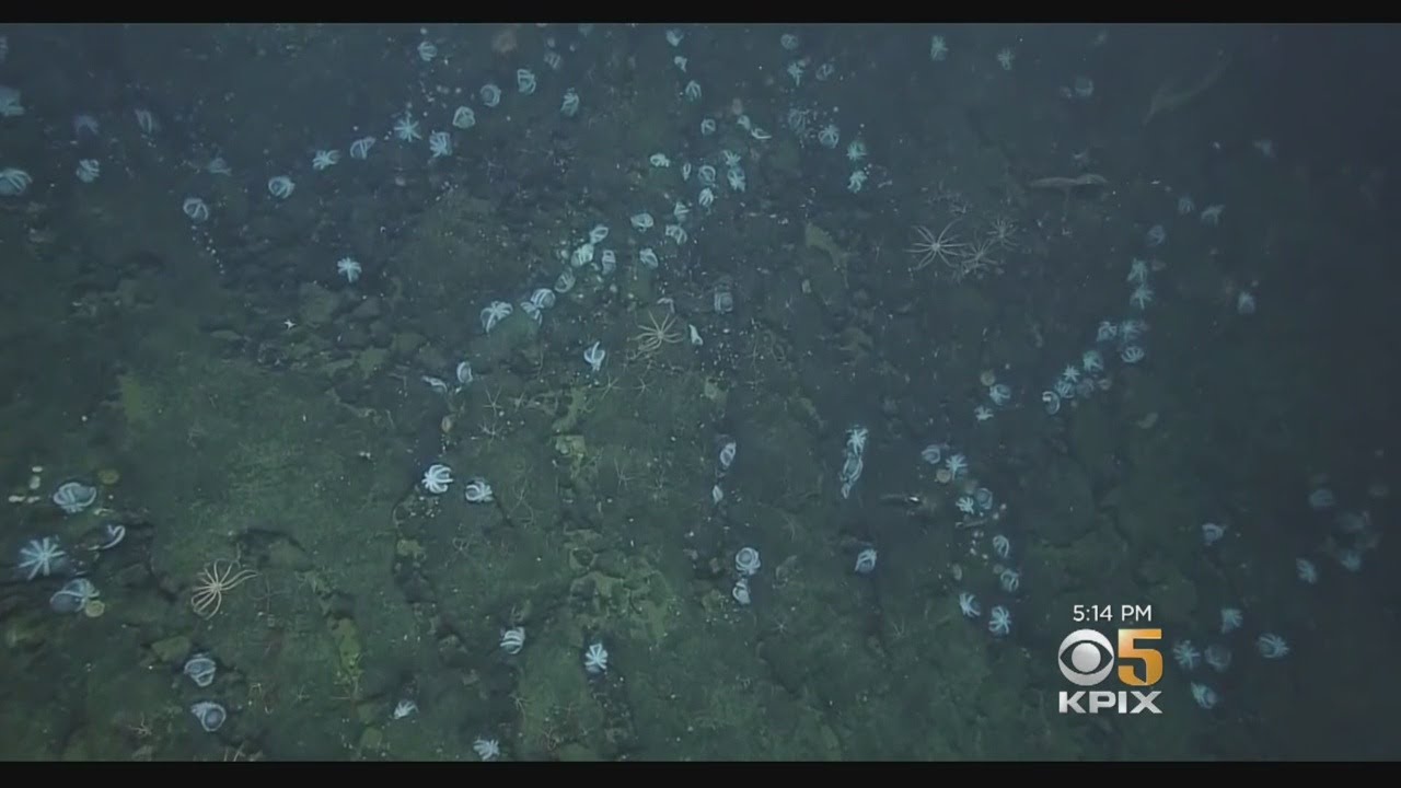 Researchers Discover Nesting Site With Hundreds Of Octopus In Monterey Bay