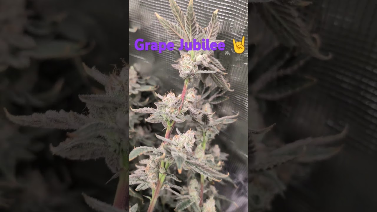 #grow #hydroponics #gardening #exotic #cannabis #seedtoharvest #howtogrowweed