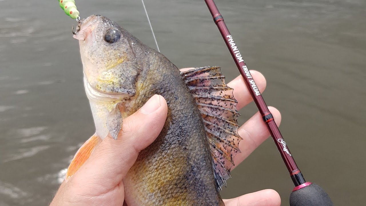 Stinger Phantom Trout Special 602UL. Проверка окунями