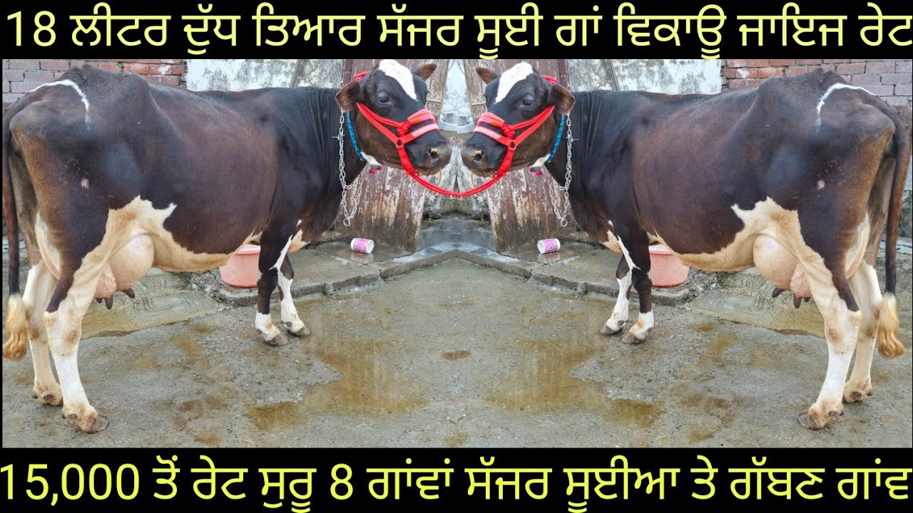 #ਸੱਜਰ ਸੂਈਆ ਗਾਂਵਾਂ #ਗੱਬਣ ਗਾਂਵਾਂ ਵਿਕਾਊ 8 cows for sale #best #quality #cow##sale #viralvideo#shere 