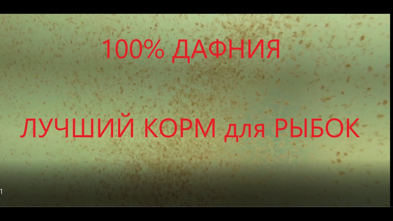 100%ДАФНИЯ лучший КОРМ. РАЗВОДИМ ДОМА сколько ХОТИМ.ГУППИ для НАЧИНАЮЩИХ И не только!