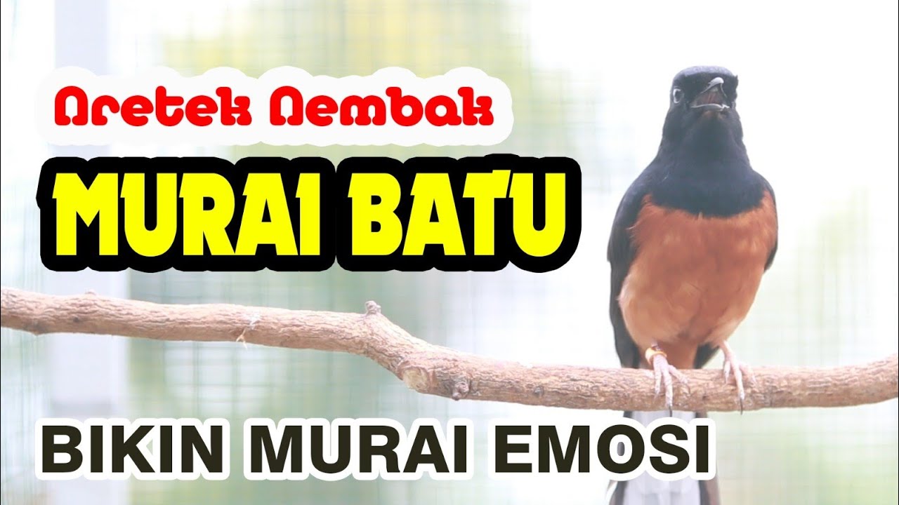 KRETEKAN MURAI BATU MEMANCING EMOSI