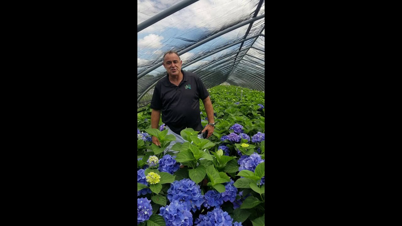 Forever & Ever®  Hydrangeas at East Coast Nurseries