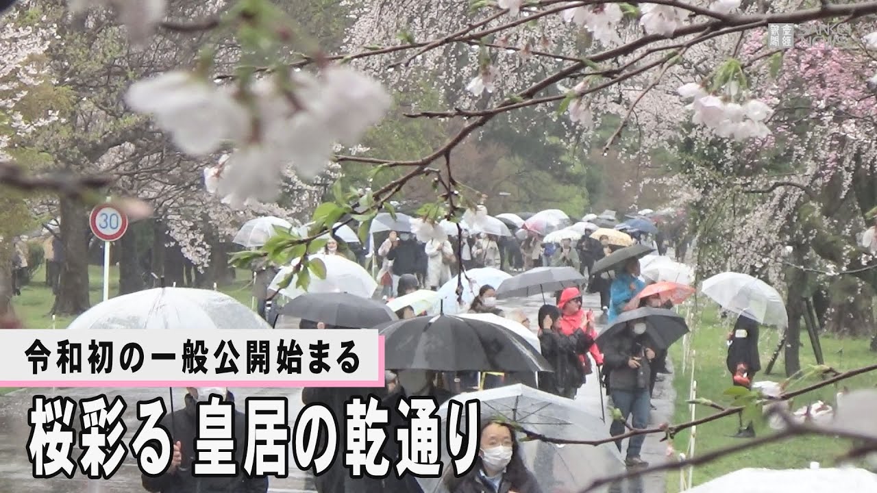 【桜列島2023】桜彩る乾通り　令和初の一般公開始まる