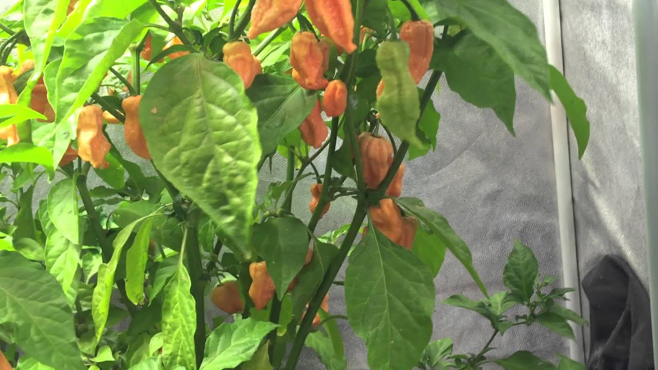 Growing Jay's peach ghost scorpion Chili's in a row lab horticultural Growroom w/ inda-grow