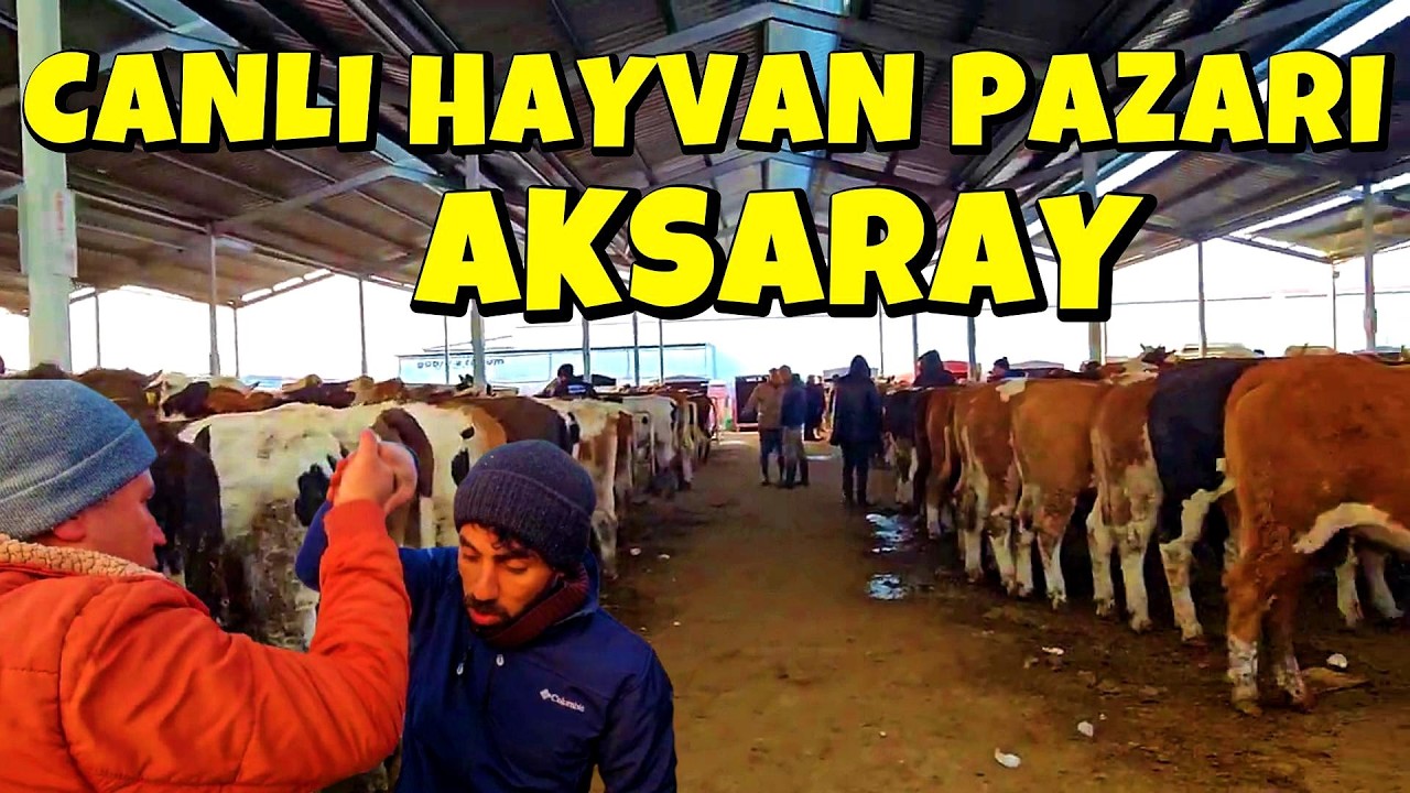 AKSARAY CANLI HAYVAN PAZARI