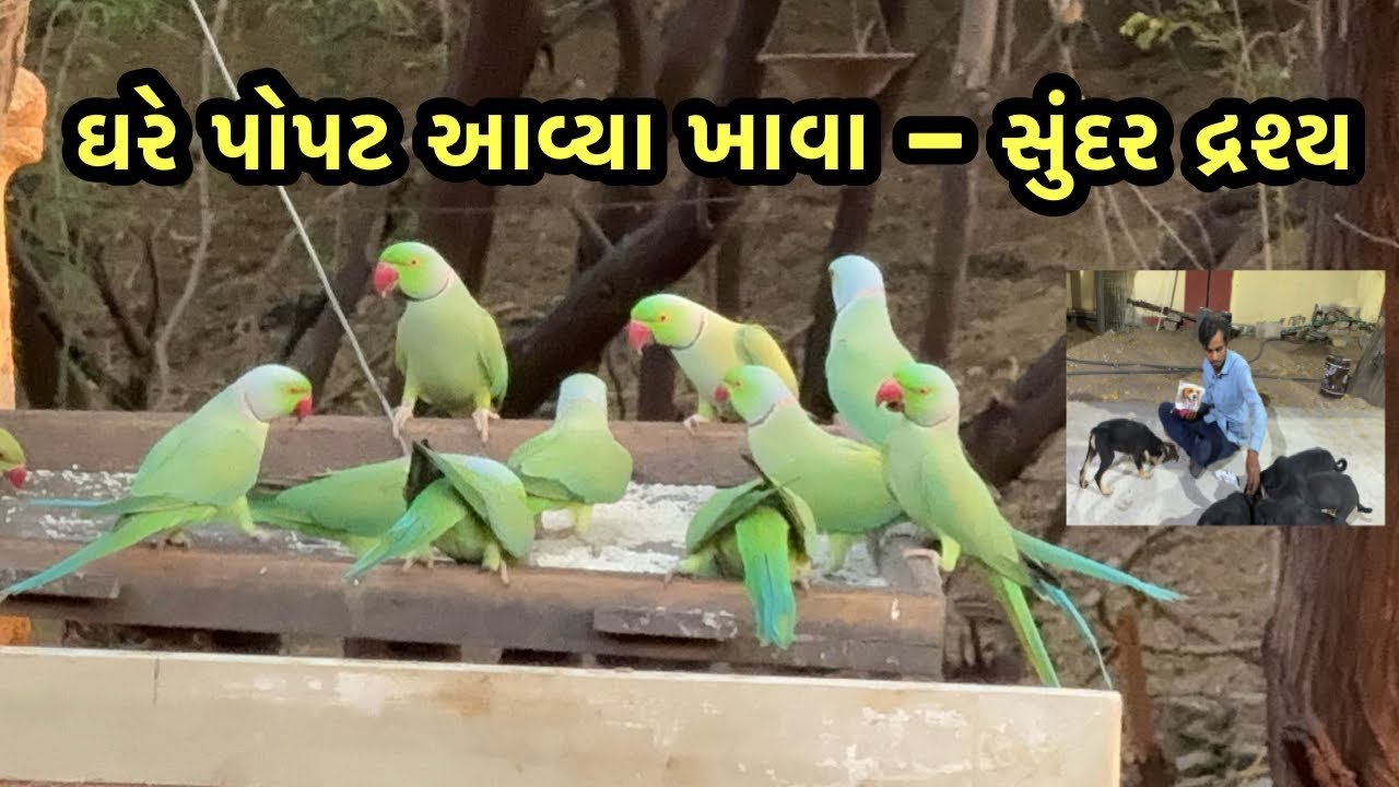 ઘરે પોપટ આવ્યા ખાવા સુંદર દ્રશ્ય | ranchhod official | vlog 