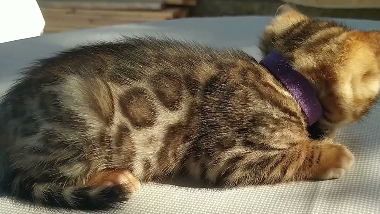 COME INSERIRE CUCCIOLO GATTO BENGALA NELLA NUOVA CASA
